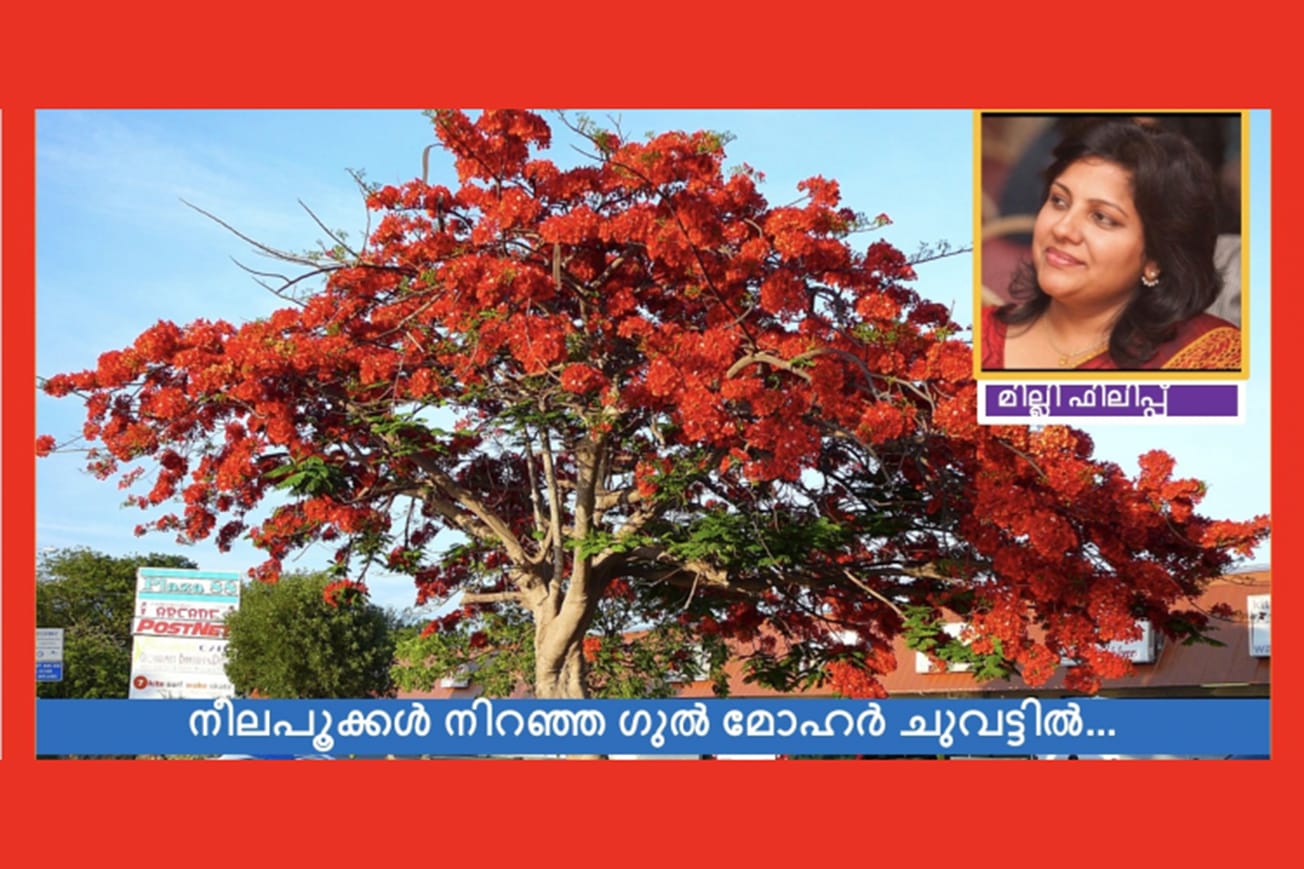 നീലപൂക്കൾ നിറഞ്ഞ ഗുൽ മോഹർ ചുവട്ടിൽ