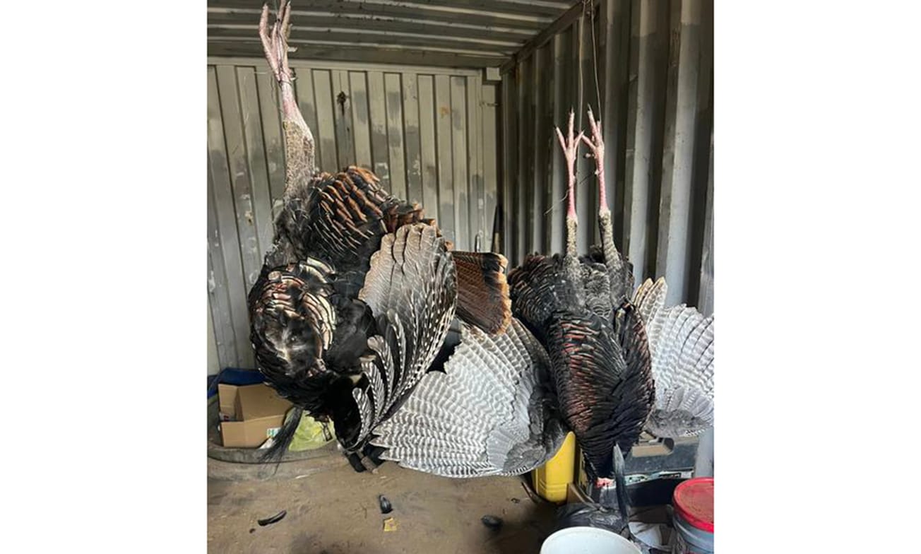 ടർക്കി പക്ഷികളെ വെടിവച്ചതിന് പ്രതിക്ക് മൊത്തം $6,708 പിഴ