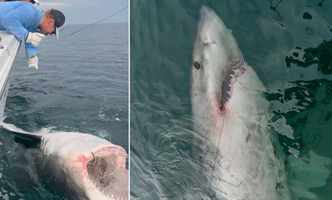 3,000 പൗണ്ട് ഭാരമുള്ള വലിയ വെള്ള സ്രാവിനെ പിടികൂടി