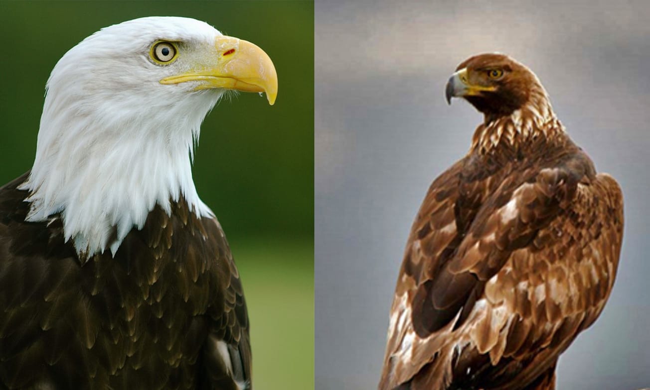 3,600 കഴുകന്മാരെ കൊന്നൊടുക്കി വിറ്റ രണ്ട് പേർക്കെതിരെ കുറ്റം ചുമത്തിയതായി യുഎസ് അറ്റോർണി