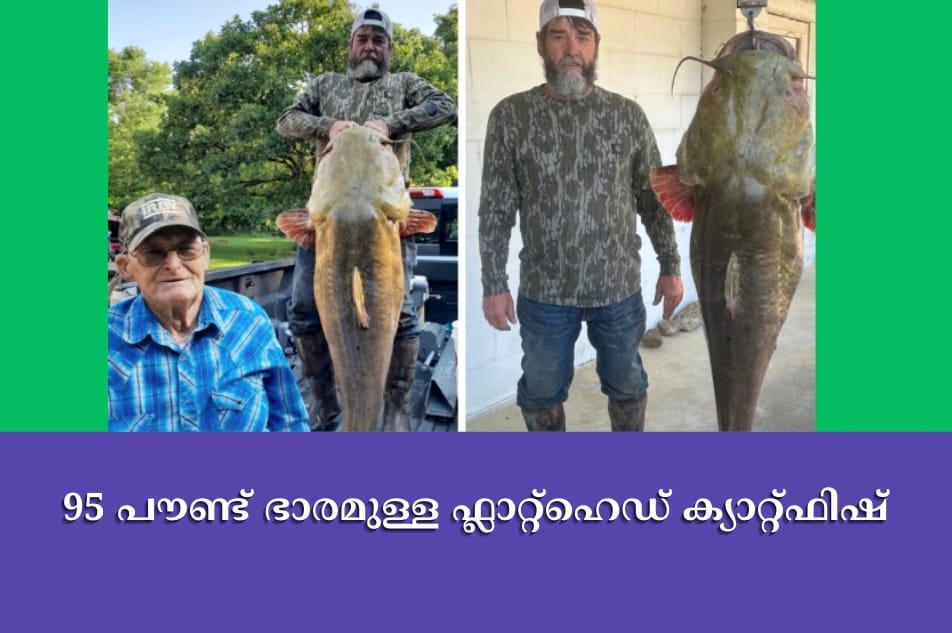 95 പൗണ്ട് ഭാരമുള്ള ഫ്ലാറ്റ്‌ഹെഡ് ക്യാറ്റ്ഫിഷ്