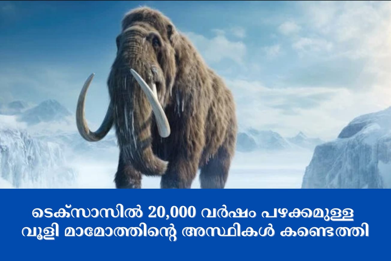 20,000-year-old woolly mammoth bones found in Texas