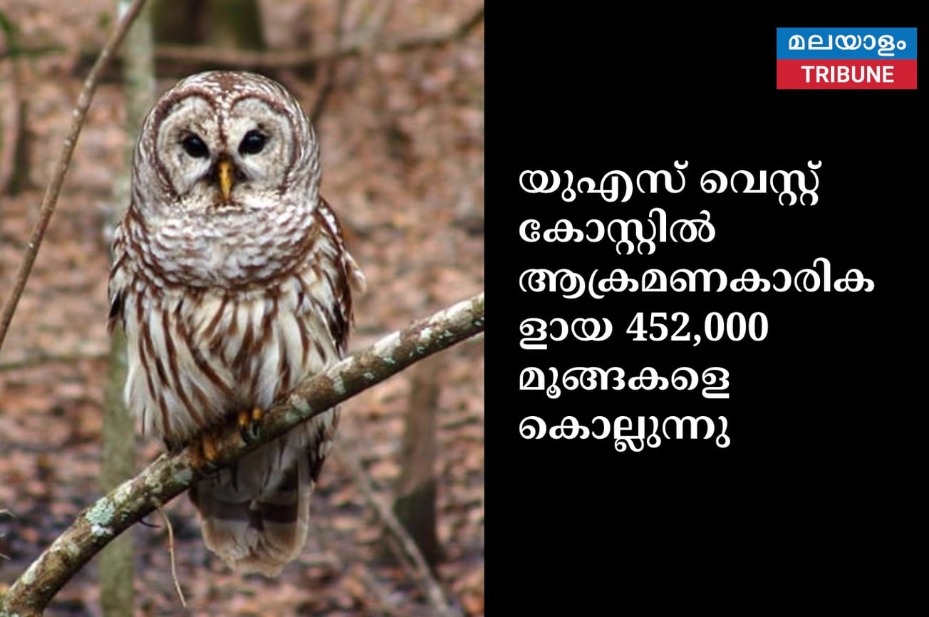 യുഎസ് വെസ്റ്റ് കോസ്റ്റിൽ ആക്രമണകാരികളായ 452,000 മൂങ്ങകളെ കൊല്ലുന്നു