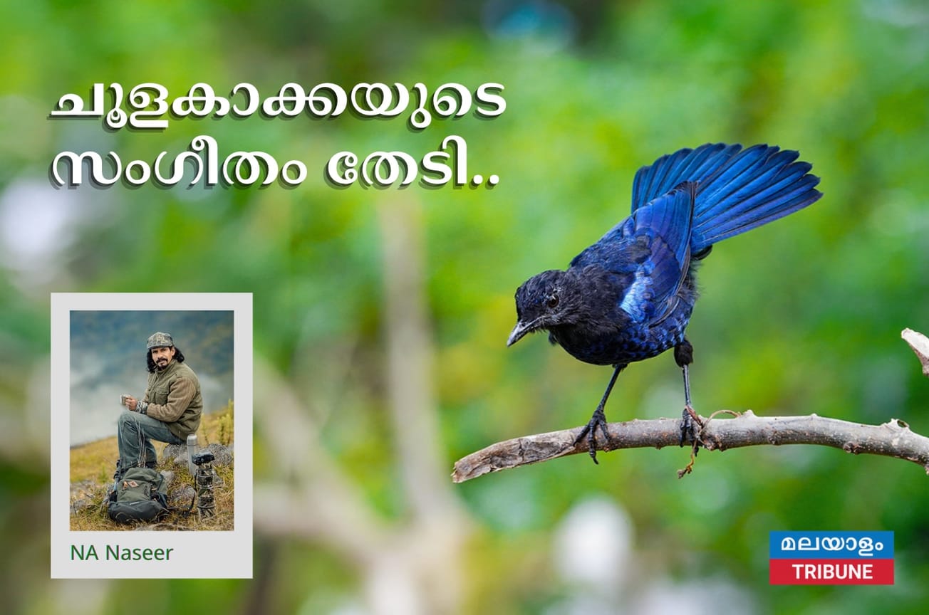 NA Naseer / wildlife photographer