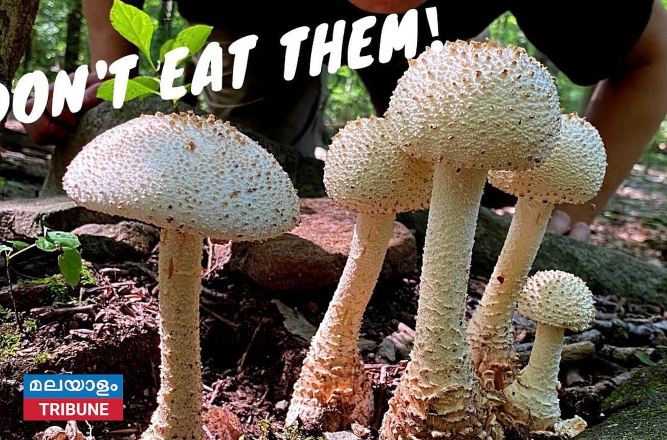 വിഷ കൂൺ കഴിച്ച് ഒരു വയസുകാരൻ ഉൾപ്പെടെ  കുടുംബത്തിലെ 11 പേർ ആശുപത്രിയിൽ