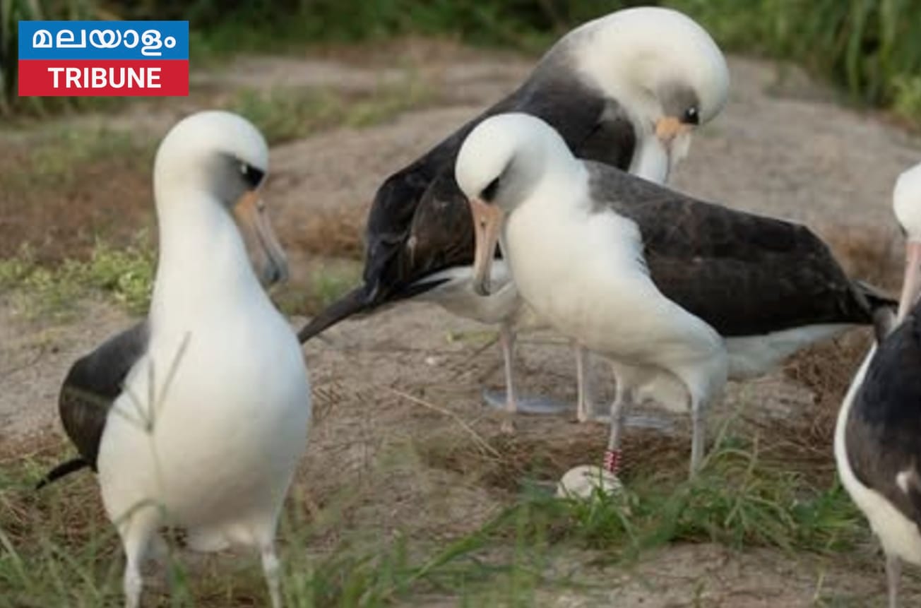 2020 ന് ശേഷം ആദ്യമായി മുട്ടയിട്ട് 74 കാരിയായ ആൽബട്രോസ്