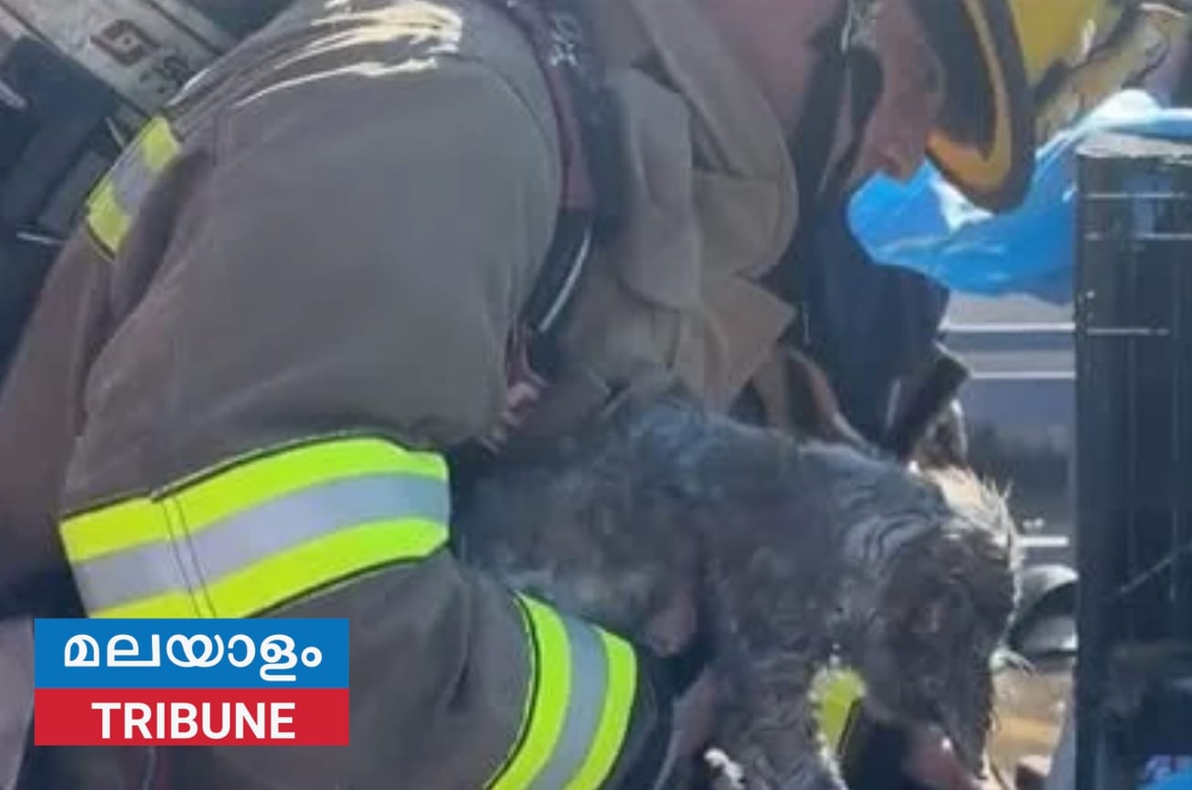 നോർത്ത് വെസ്റ്റ് ഡാളസിലെ ഷോപ്പിംഗ് സെൻ്ററിൽ തീപിടുത്തത്തിൽ 579 മൃഗങ്ങൾ ചത്തു