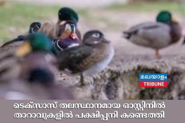 ടെക്സാസ് തലസ്ഥാനമായ ഓസ്റ്റിനിൽ താറാവുകളിൽ പക്ഷിപ്പനി കണ്ടെത്തി