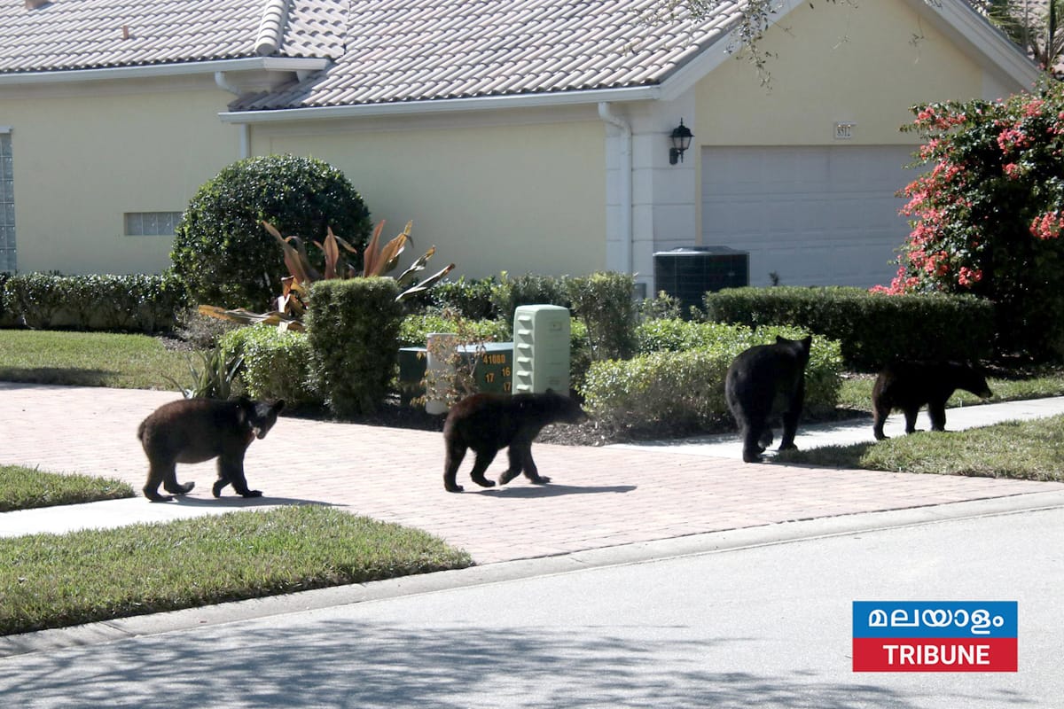 ഫ്ലോറിഡയിലെ കരടി ആക്രമണത്തിൽ ഒരാൾ മരിച്ചതായി അധികൃതർ