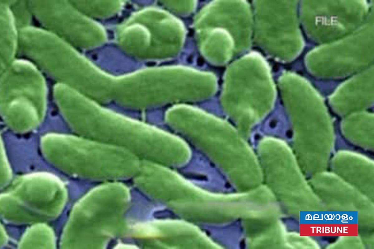 ഫ്ലോറിഡയിൽ "മാംസം ഭക്ഷിക്കുന്ന" ബാക്ടീരിയ ബാധിച്ച് നാല് മരണം