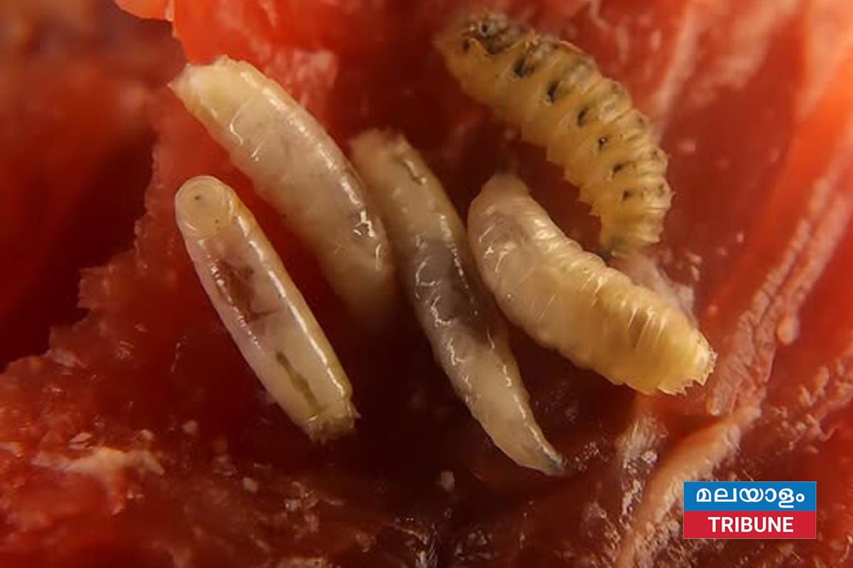 അമേരിക്കയിൽ മനുഷ്യരിൽ ആദ്യമായി 'സ്ക്രൂവേം' അണുബാധ റിപ്പോർട്ട് ചെയ്തു