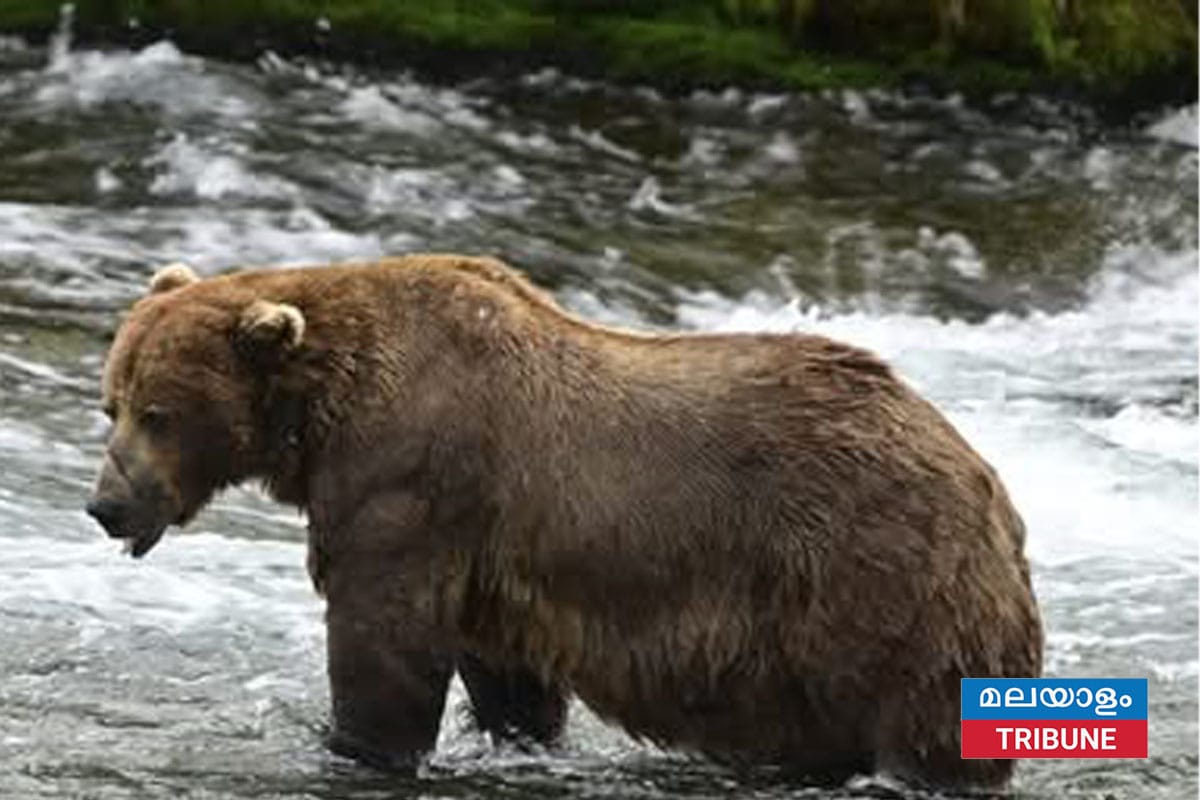 1,200 പൗണ്ട് ഭാരമുള്ള 'ചങ്ക്' അലാസ്കയിലെ പ്രശസ്തമായ 'ഫാറ്റ് ബിയർ വീക്ക്' മത്സരം വിജയിച്ചു