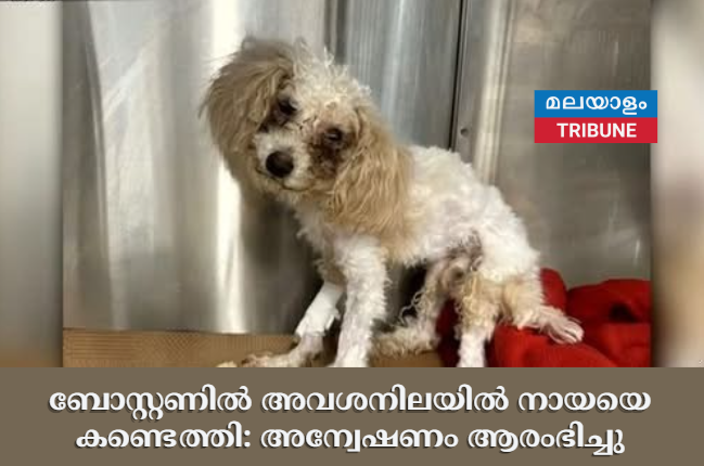 ബോസ്റ്റണിൽ അവശനിലയിൽ നായയെ കണ്ടെത്തി: അന്വേഷണം ആരംഭിച്ചു
