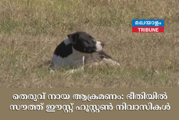 തെരുവ് നായ ആക്രമണം: ഭീതിയിൽ സൗത്ത് ഈസ്റ്റ് ഹൂസ്റ്റൺ നിവാസികൾ