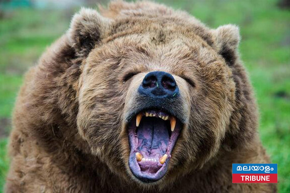 400 പൗണ്ട് ഭാരമുള്ള ഗ്രിസ്ലി കരടിയുടെ ആക്രമണത്തിൽ നിന്ന് അതിജീവിച്ചയാൾ സ്വന്തം കൈ തൊണ്ടയിലൂടെ തള്ളി.
