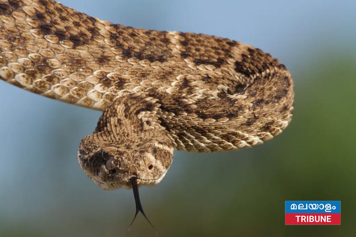 ടെക്സാസിലെ ഡെന്റൺ കൗണ്ടിയിൽ ആദ്യമായി വിഷപ്പാമ്പിനെ കണ്ടെത്തി; അമ്പരന്ന് ശാസ്ത്രലോകം