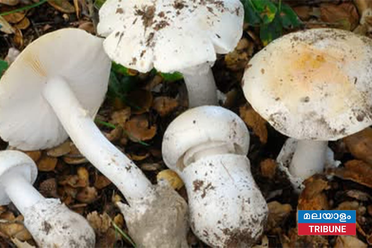 കാലിഫോർണിയയിൽ കാട്ടുമാക്രോണി കഴിച്ചു 4 മരണം.കാലിഫോർണിയയിൽ അതീവ ജാഗ്രത