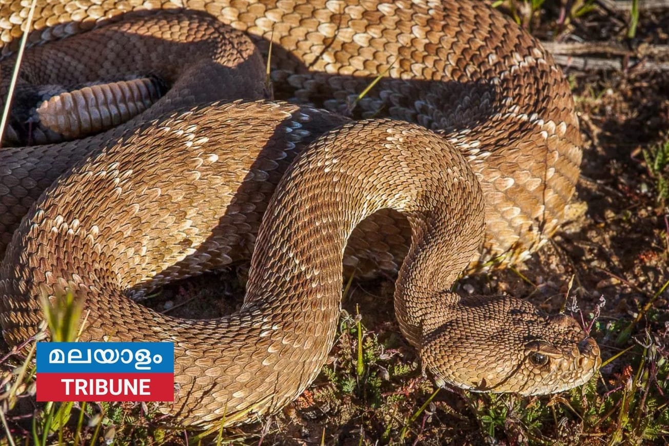 സതേൺ കാലിഫോർണിയയിൽ അണലി കടിയേറ്റ് രണ്ടാമത്തെ മരണം; ജാഗ്രതാ നിർദ്ദേശം