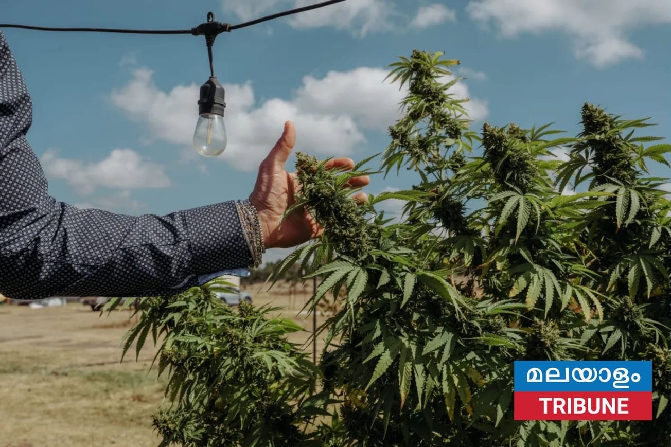 ടെക്സസിൽ പുകയില രൂപത്തിലുള്ള ഹെംപ് ഉൽപ്പന്നങ്ങൾക്ക് നിരോധനം; പുതിയ നിയമം മാർച്ച് 31 മുതൽ